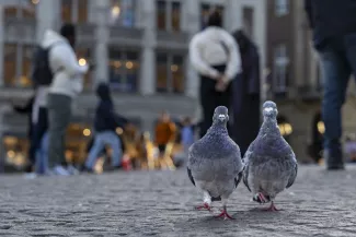 Duiven