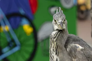 Reiger
